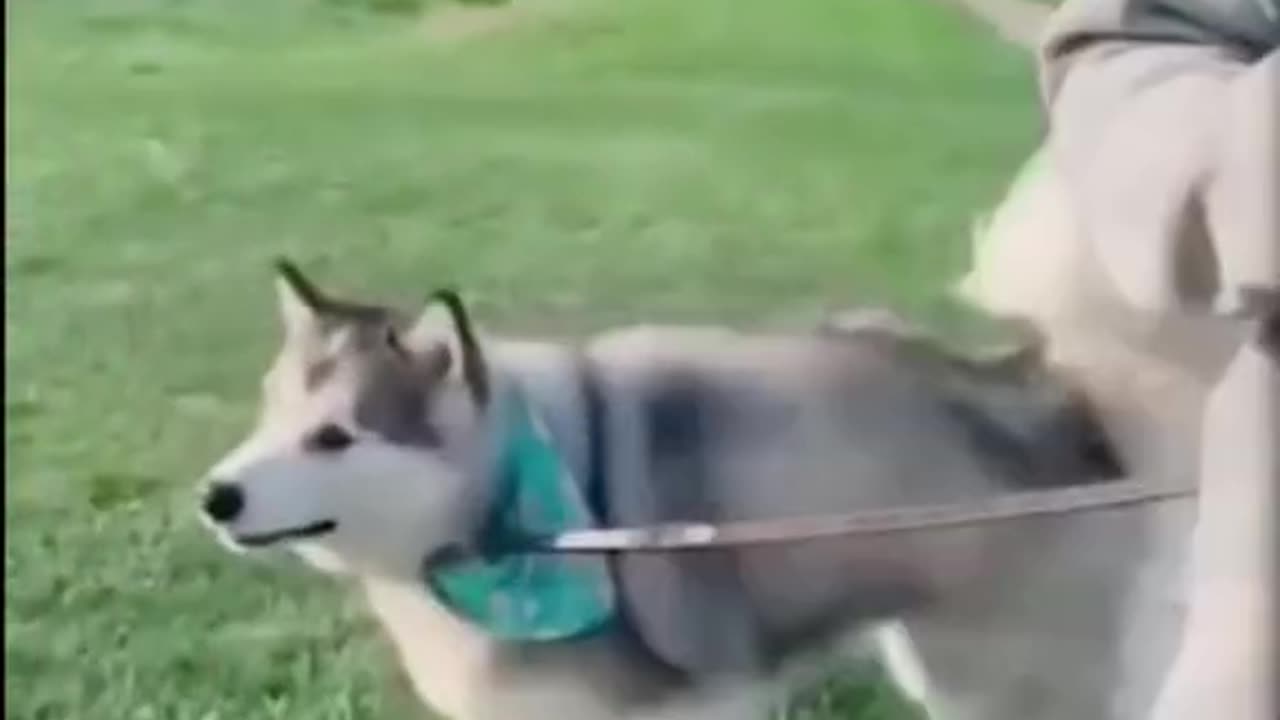 😂 Funniest Cats and Dogs Videos 😺🐶 || 🥰😹 Hilarious Animal Compilation N1