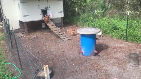 Gizmo the Shih tzu chicken herder