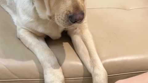 Dog Too childish! I really don't want to play!