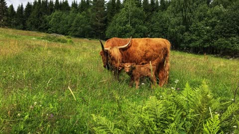 Scottish Highland Cattle In Finland First calf of 2020!