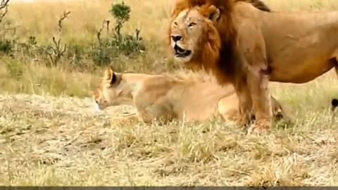 Lion funny videos #lionfight #kidscat