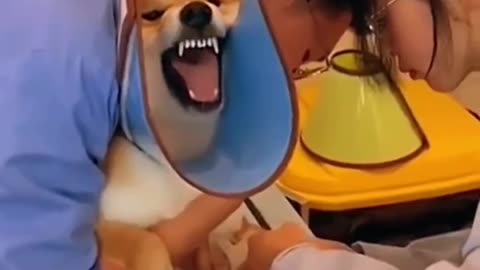 😂2023new funniest cats and dogs 😂funniest animals video🐶🐱