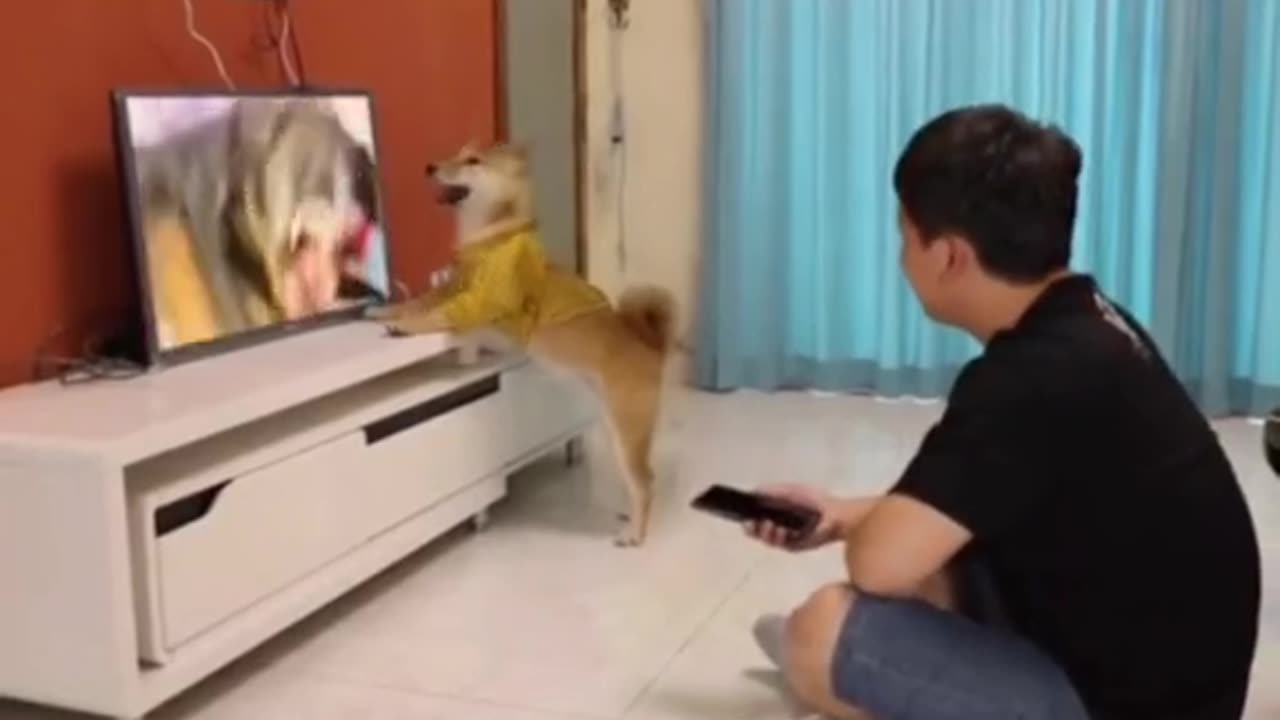 Funny dog