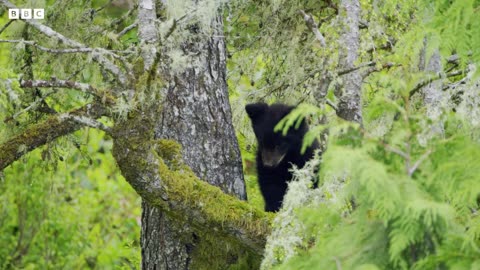 Bear Cubs' First Trip to the Seaside | 4K UHD | Seven Worlds One Planet | BBC Earth