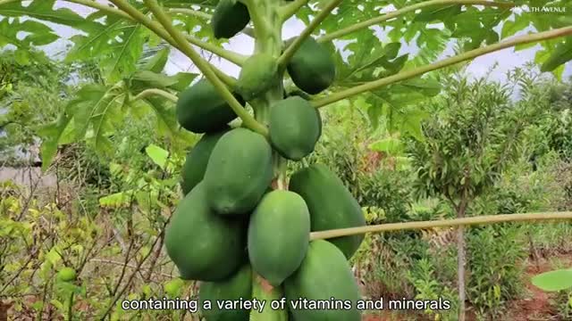 4 Incredible Benefits Of Eating Papaya | How It Can Improve Your Health