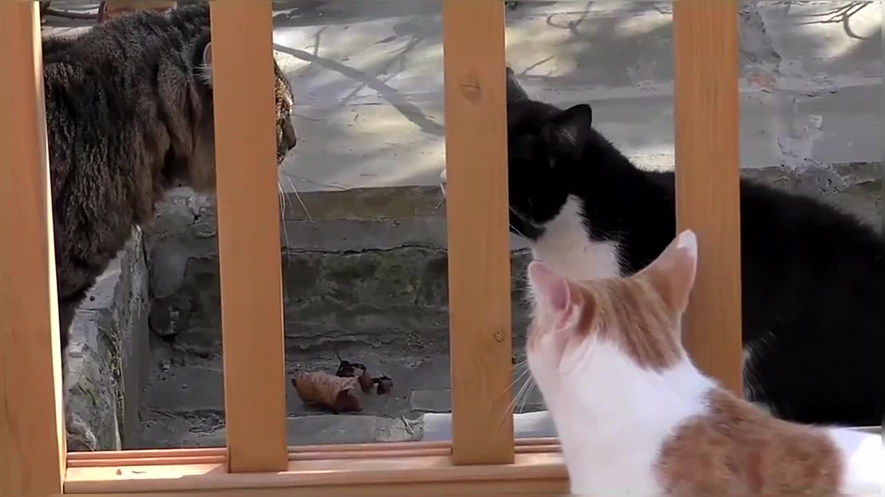 Funny & Cute Cat Compilation Video