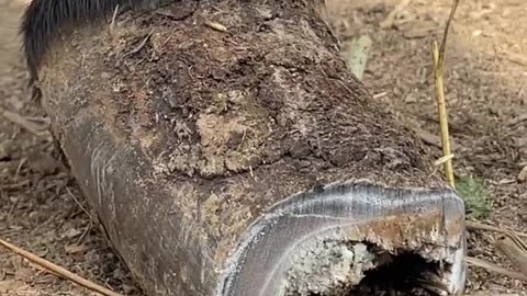 Big horse hoof restoration satisfying video