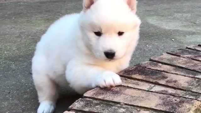 What is the dog looking for?