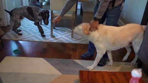 Adorable Dogs and Baby Sibling Await Dad's Return! Heartwarming
