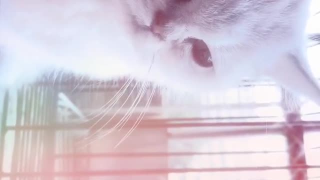 This special effect makes the cat look good