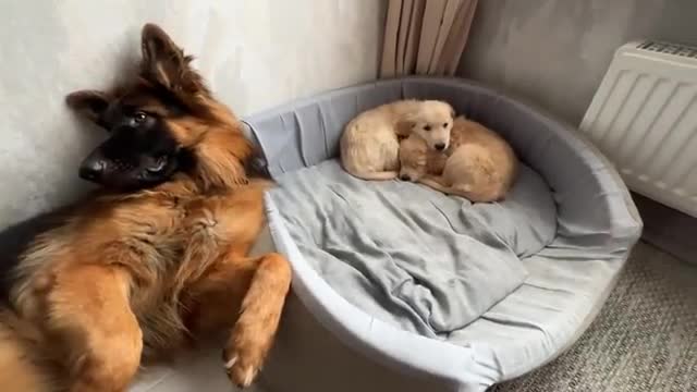 German Shepherd Treats Golden Retriever Puppies Like His Own