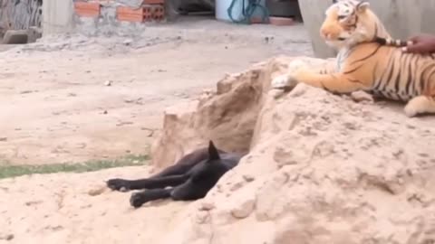 prank dog with fake lion and fake tiger