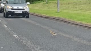 Geese and Goslings Make a Crossing