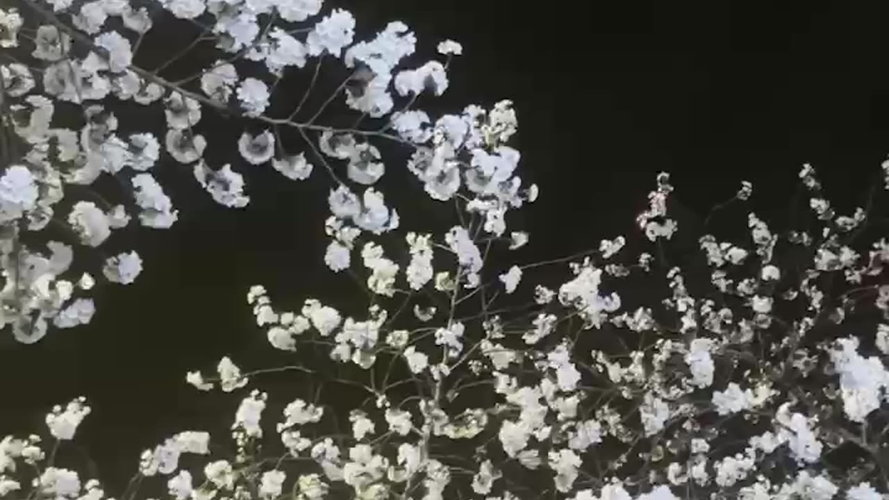 cherry blossoms at night