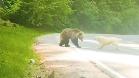 Black Bear on the Roadside