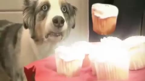 dog shocked with cup cakes