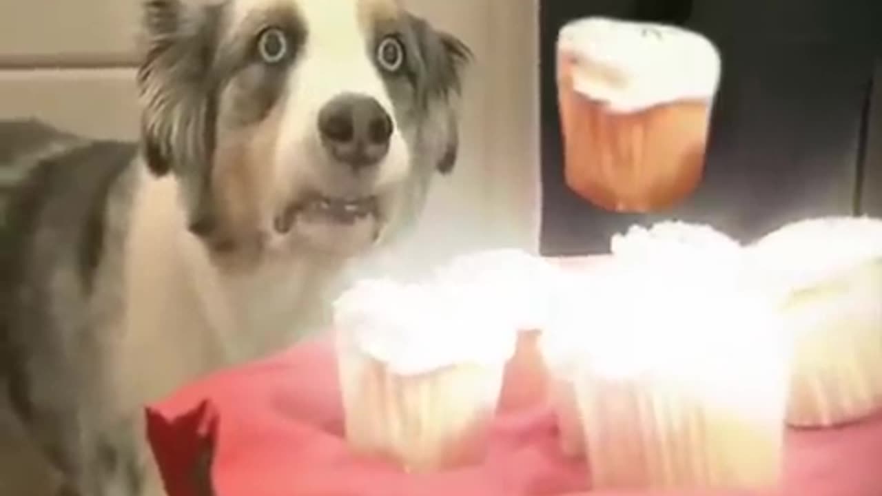 dog shocked with cup cakes