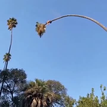 Sawing trees is a dangerous job