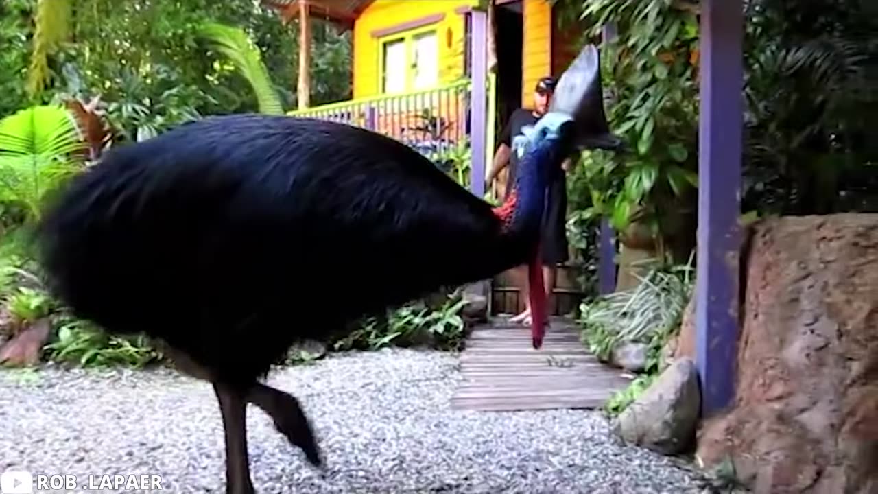 Cassowary vs Man (Graphic)