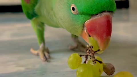 Parrot talking/ Parrot cute talking