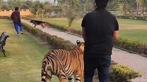 Tiger attack on dog 🐕 🐅...