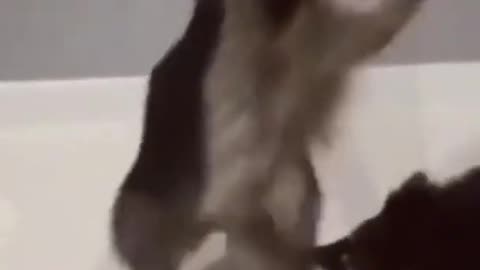 Funny Raccoon Compilation (FUNNY VIDEOS)