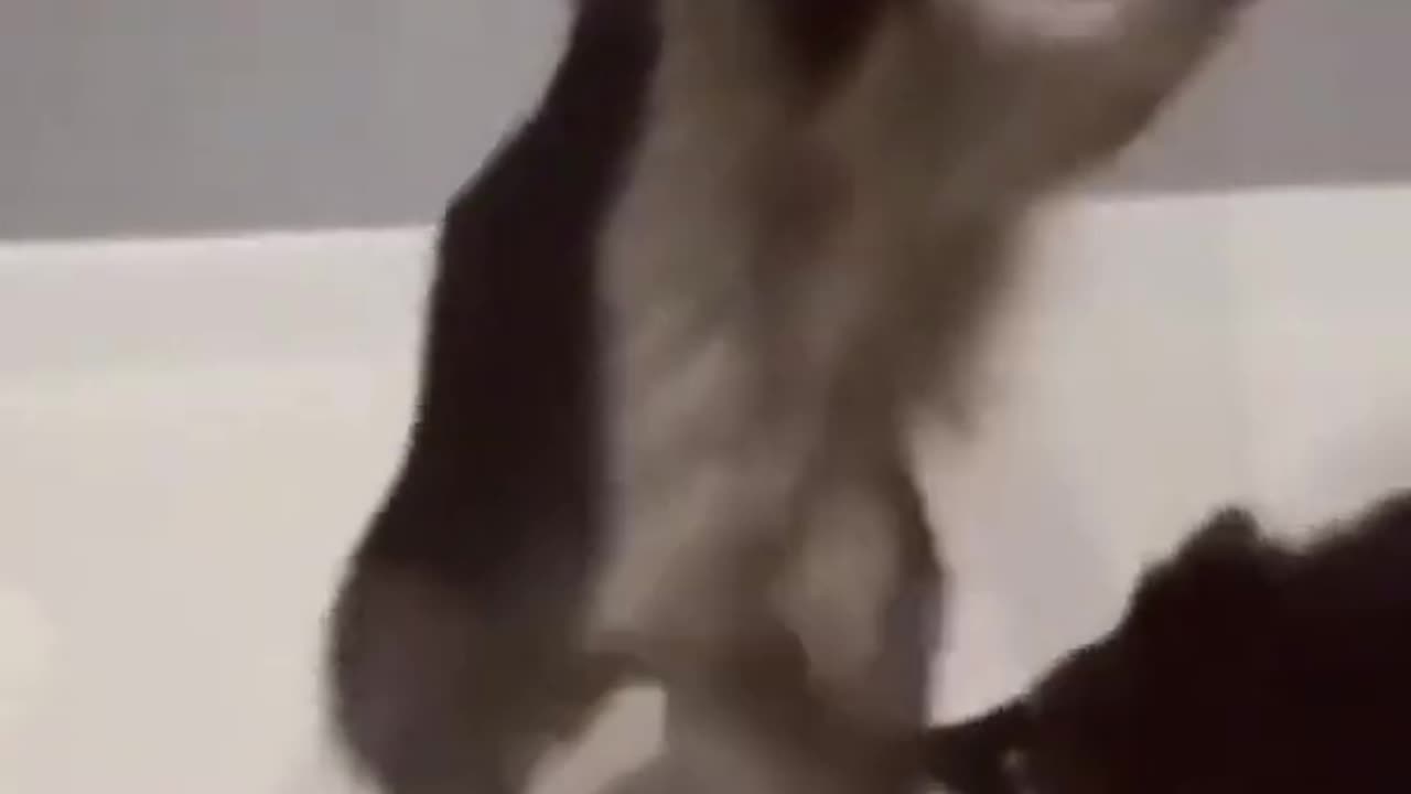 Funny Raccoon Compilation (FUNNY VIDEOS)