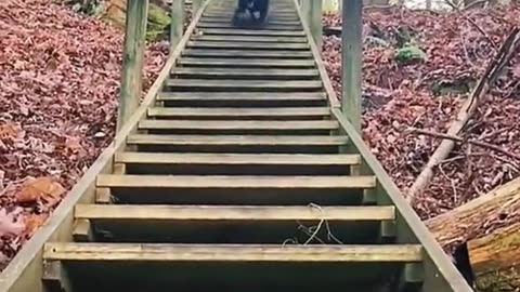 FUNNY VIDEOS