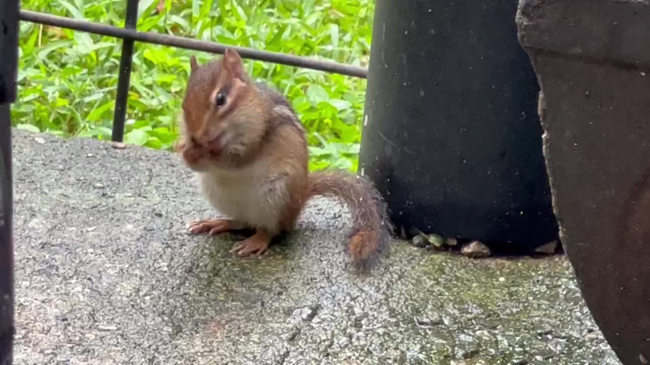 May 2022 - Chipmunk in the Garden Pt. 1