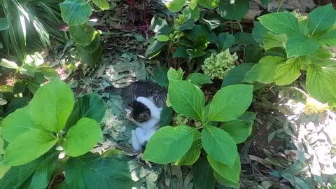 Cute kittens are wrestling among the plants in my garden