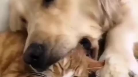 Dog funny video #dog lover