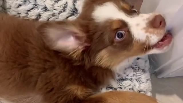 Get a puppy they said...