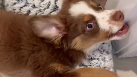 Get a puppy they said...