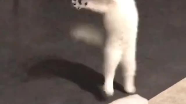 The cat is dancing to the song