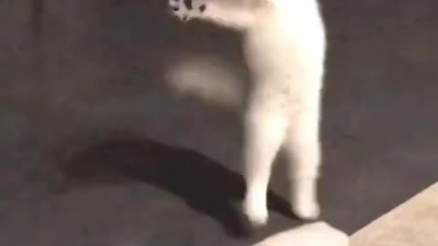 The cat is dancing to the song