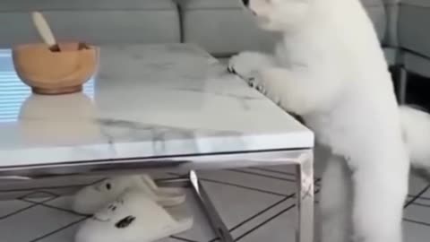 Funny video cat and dog