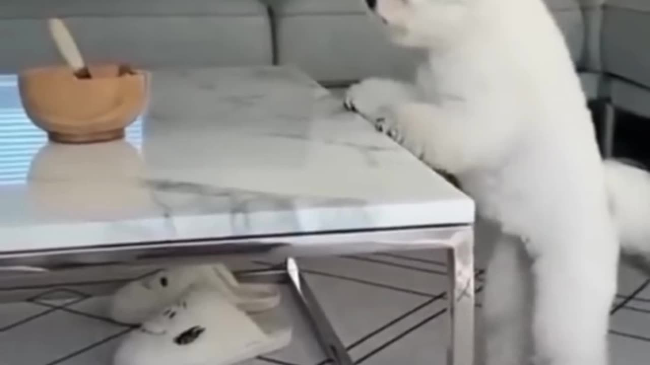 Funny video cat and dog