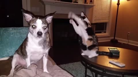 Angry Cat Is Waving Around Dog | Funny Video