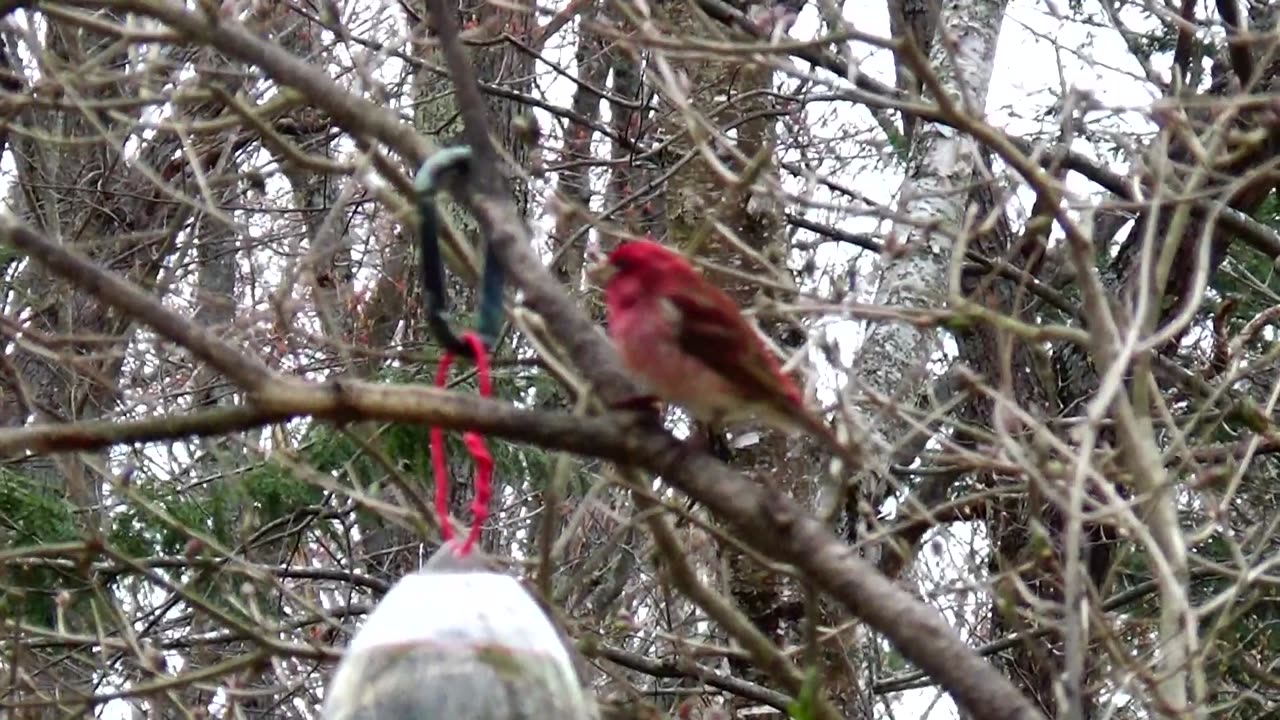 Purple Finch