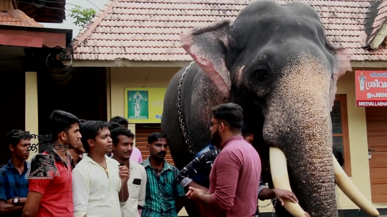 INDIAN ELEPHANT ! KERALA ! CHUROORMADAM RAJASEKHARAN!!!!!