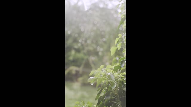 Raindrops Relaxing Sounds In Garden #shorts #asmr #relaxingsounds #rain #raindrops