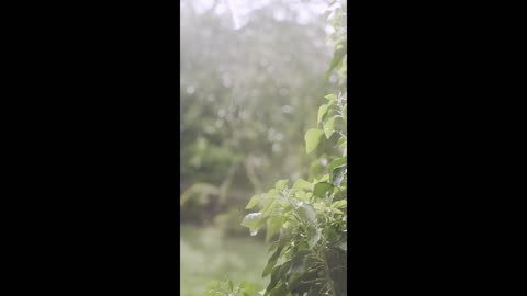 Raindrops Relaxing Sounds In Garden #shorts #asmr #relaxingsounds #rain #raindrops