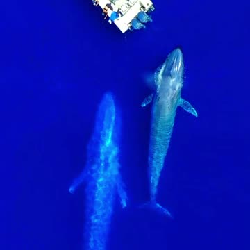 🐳Two Blue Whale Near The Boat🐳#shorts