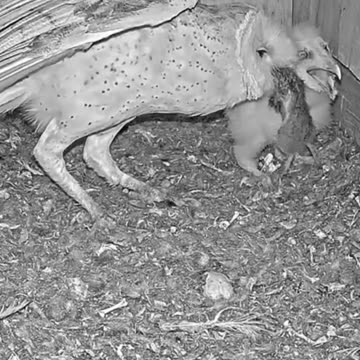 female barn owl brings rat for your baby