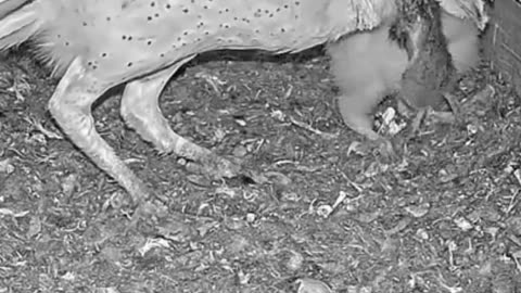 female barn owl brings rat for your baby