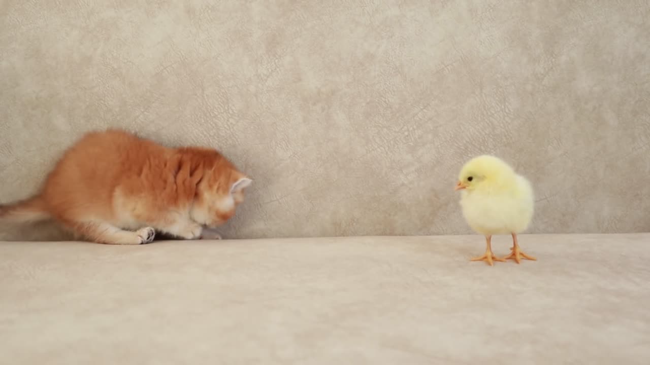 Kittens walk with a tiny chicken