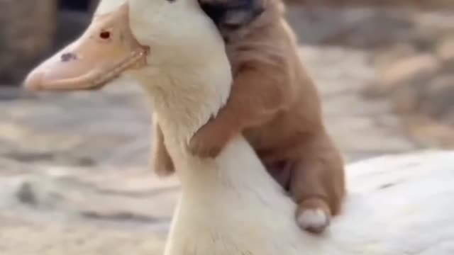 dock and dog love