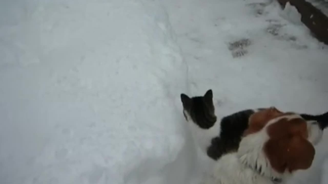 Best Funny Animal Videos Of The 2023 🤣 - Funniest Cats And Dogs Videos 😺😍