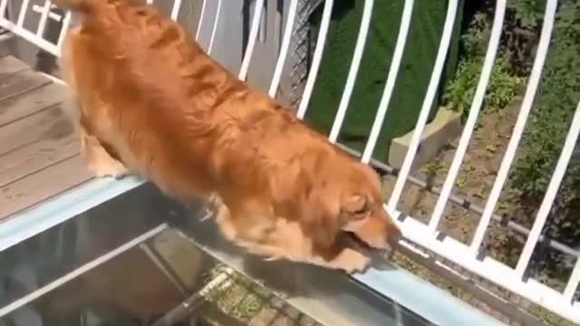 # Dogs dare not walk