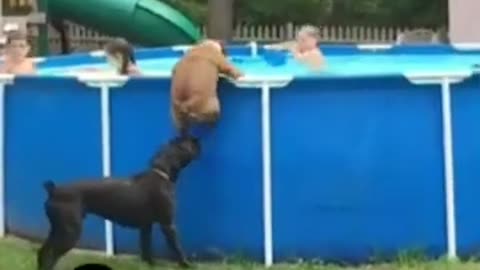 Funniest animals video 😂😂😂😂😹🦮🐈🐶🐐